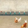 Abreuvoir automatique pour poulets 9 bols montage latéral – 4