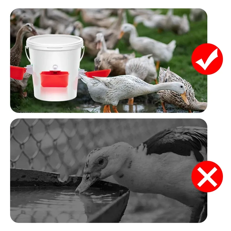Abreuvoir automatique pour volaille lot de 5 à 20