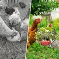 Distributeur de nourriture pour volaille à suspendre lot de 2 – 5