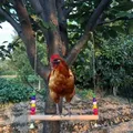 Échelle oiseaux perchoir bois balançoire poulets accessoires cage – 6