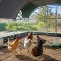 Enclos poulets acier 280 x 380 cm avec toit et porte – Couleur army green