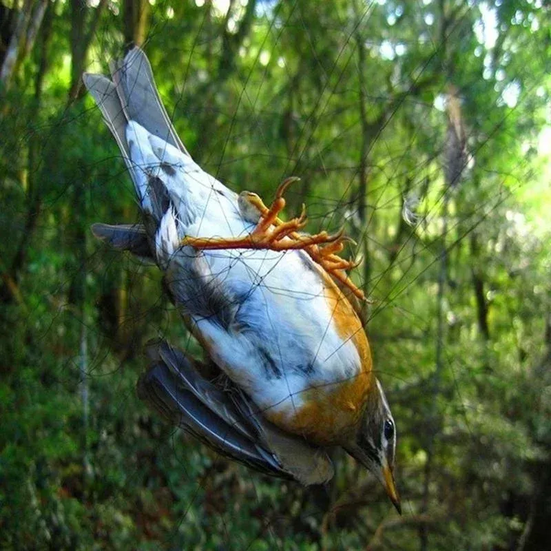 Filet anti-oiseaux en maille pour vergers agricoles