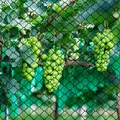 Filet anti-oiseaux en nylon pour jardin et volailles – 3
