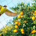 Filet anti-oiseaux pour verger, potager et poulailler – 3