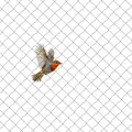 Filet anti-oiseaux pour verger, potager et poulailler – 8