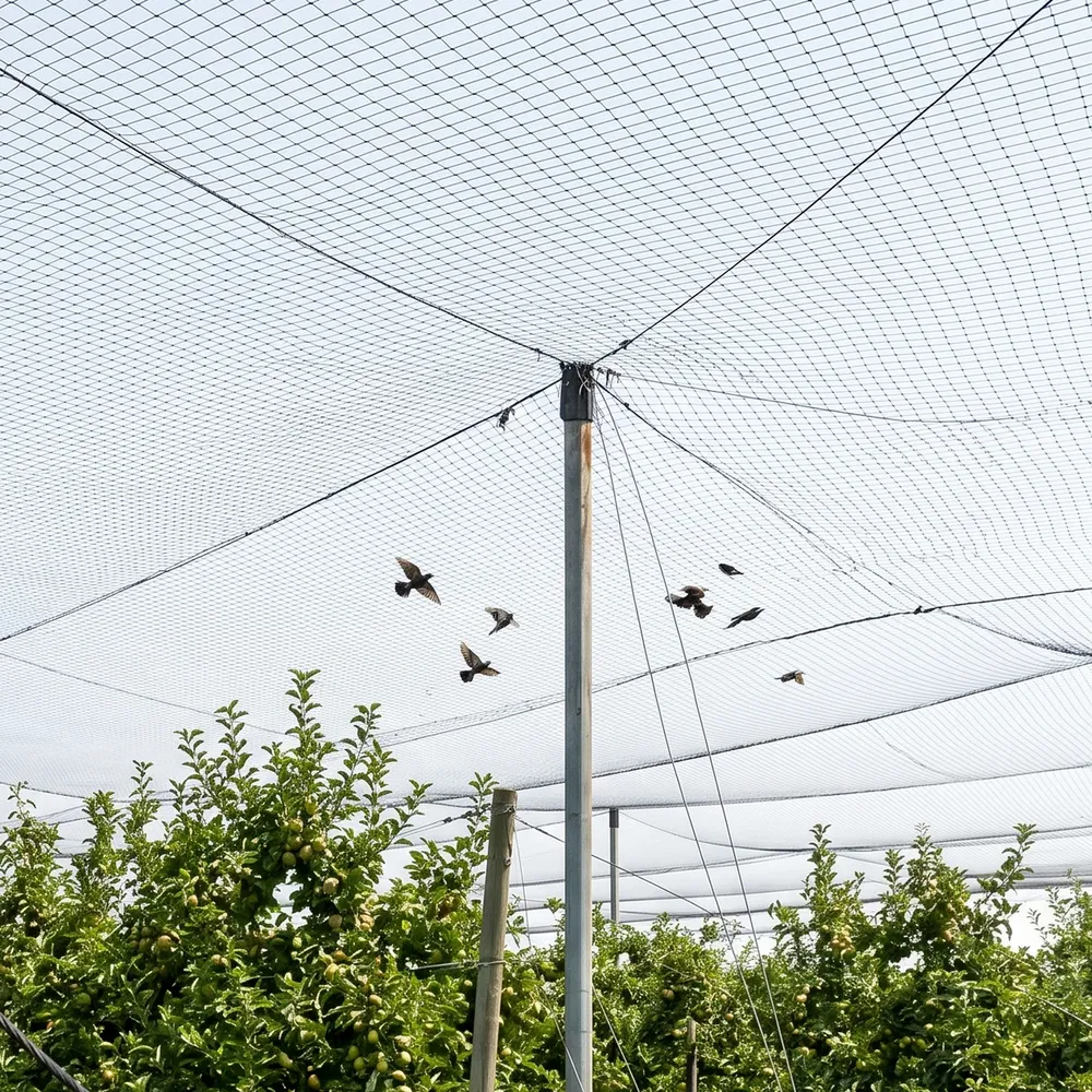 Filet anti-oiseaux pour verger, potager et poulailler