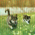 Filet de sécurité en polypropylène pour jardin et animaux – 7