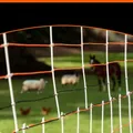 Filet électrique 50 m de long, 60 cm pour volaille et animaux – 3