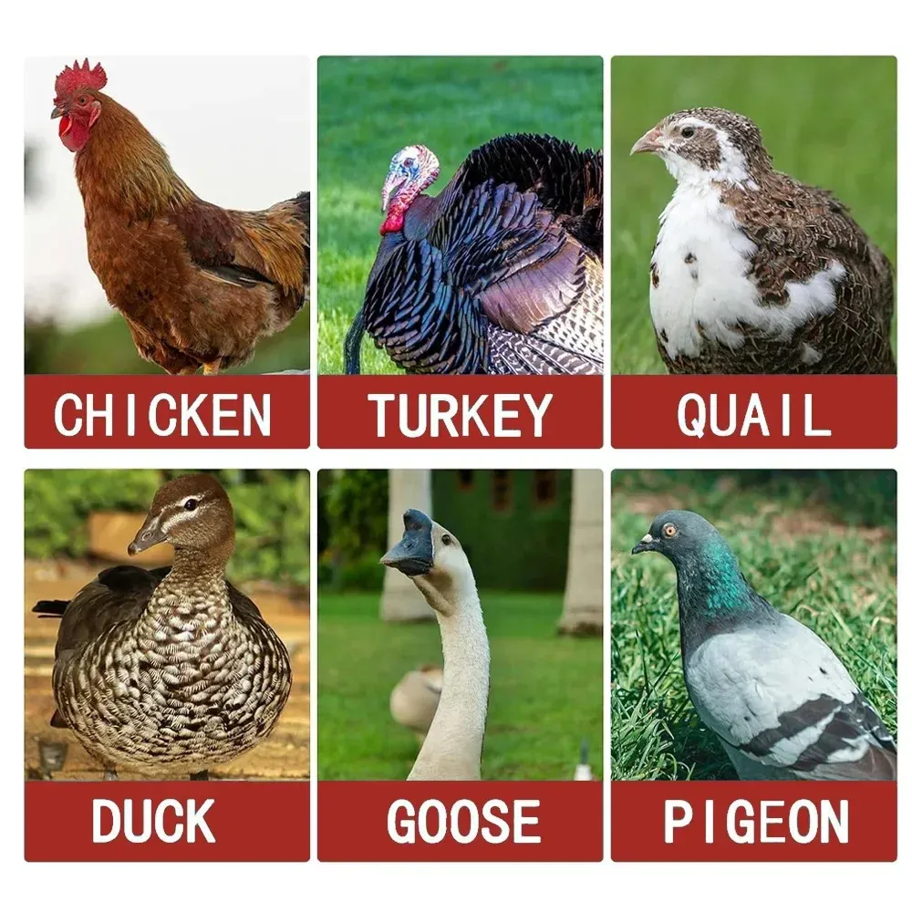 Fontaine à eau automatique 11L pour poulets et oies