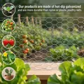 Grillage hexagonal jardin et volaille – 4