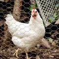 Grillage soudé jardin et volaille 25 m – 2