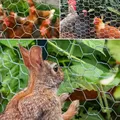 Grillage soudé jardin et volaille 25 m – 3