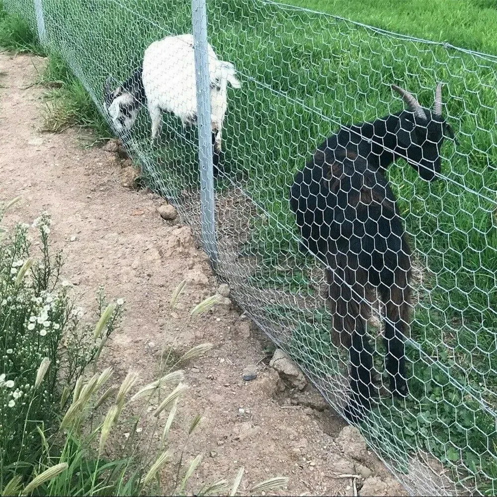 Grillage soudé jardin et volaille 25 m