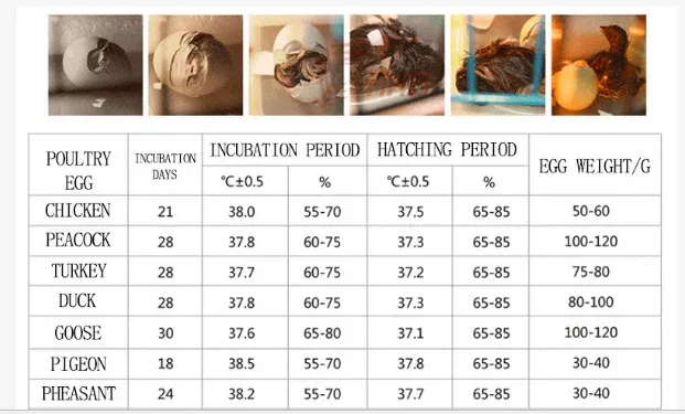 Incubateur automatique 48 places à contrôle de température