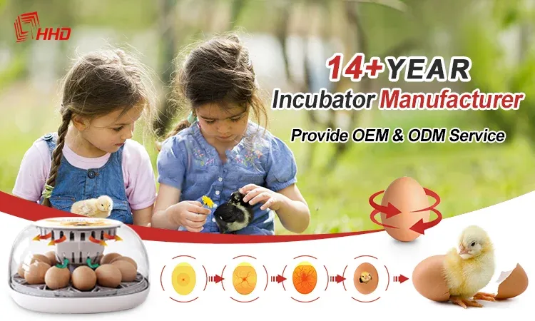 Incubateur automatique 52 œufs double alimentation pour canards