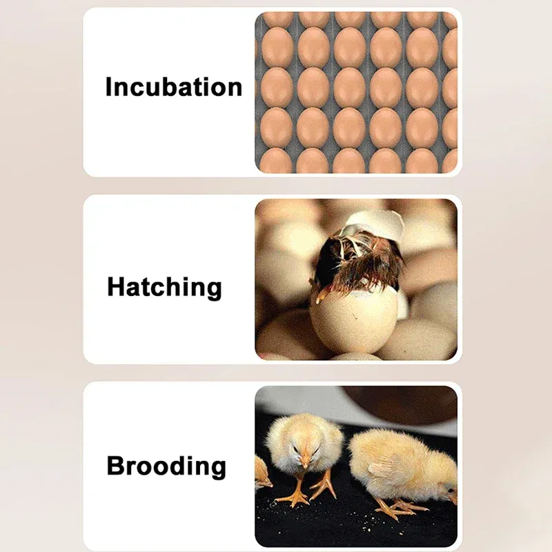 Incubateur automatique 6 œufs simple ou double alimentation