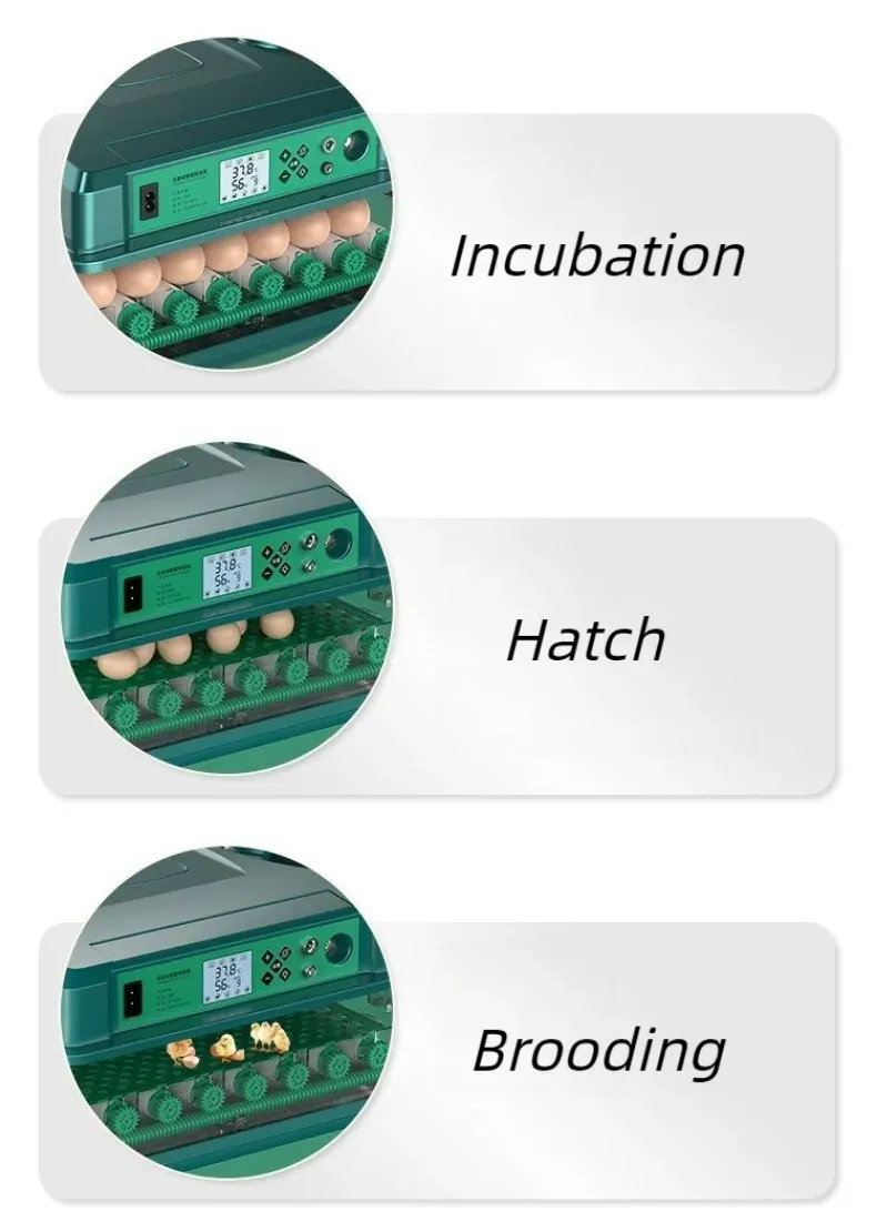 Incubateur automatique 9 à 36 œufs double alimentation