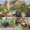 Jouet distributeur pour poules avec chaîne et panier – 8