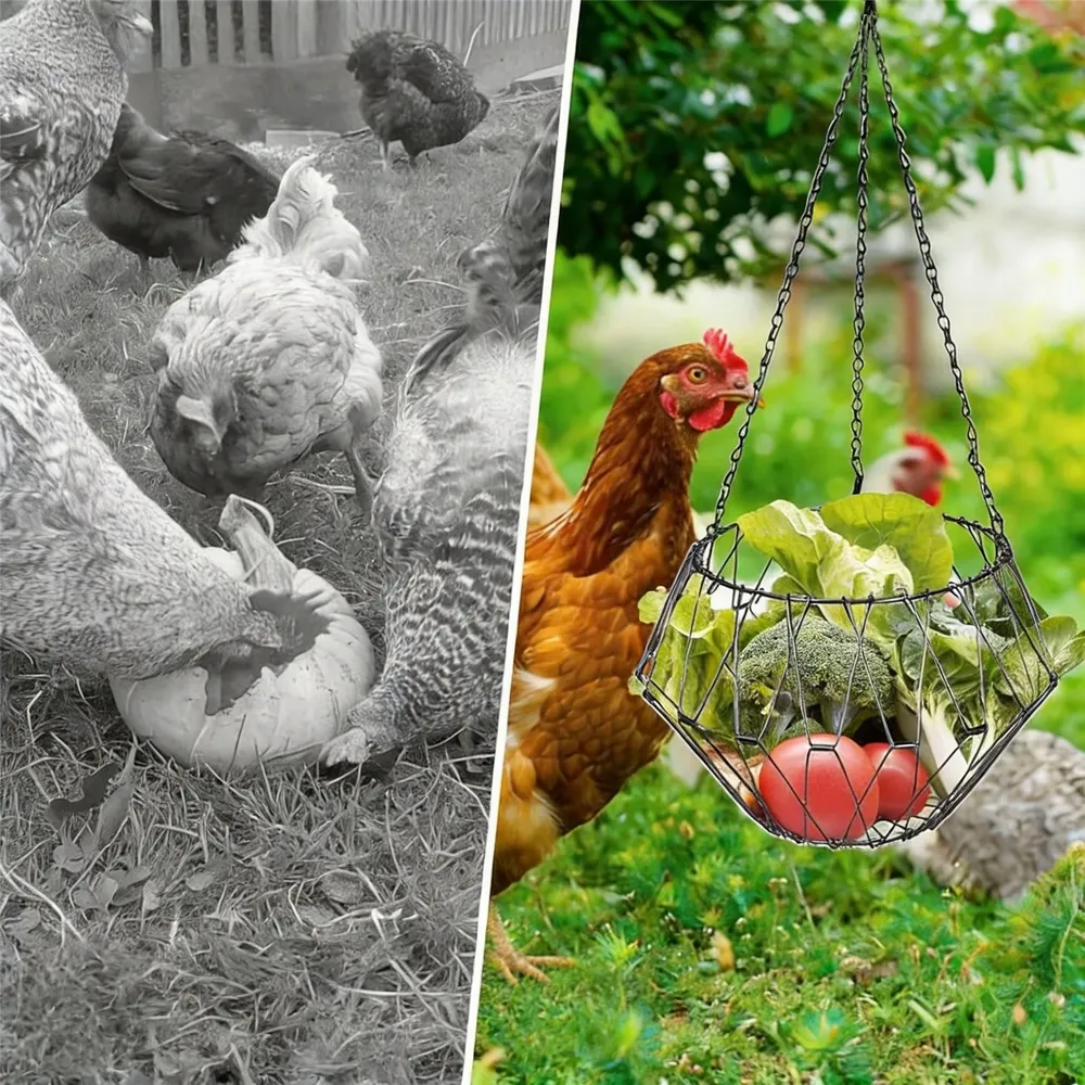 Jouet distributeur pour poules avec chaîne et panier
