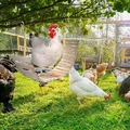 Jouet poulet grande échelle pivotante bois pour volaille – 2