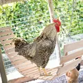 Jouet poulet grande échelle pivotante bois pour volaille – 6