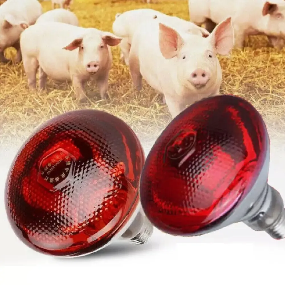 Lampe chauffante infrarouge 100 à 275W pour poulailler reptiles
