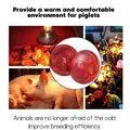 Lampe chauffante rouge 100 à 275W pour reptiles amphibiens – 2