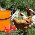 Lot de 10 ou 20 bols à eau automatiques pour volailles – 2