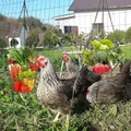 Lot de 2 mangeoires suspendues pour poules et canards – 6