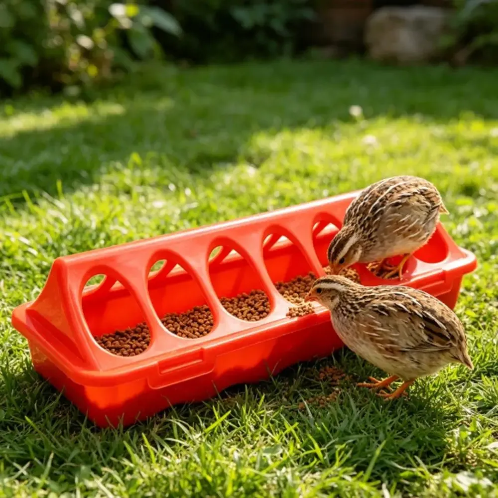 Mangeoire anti-déversement multi-trous pour cailles et poulets