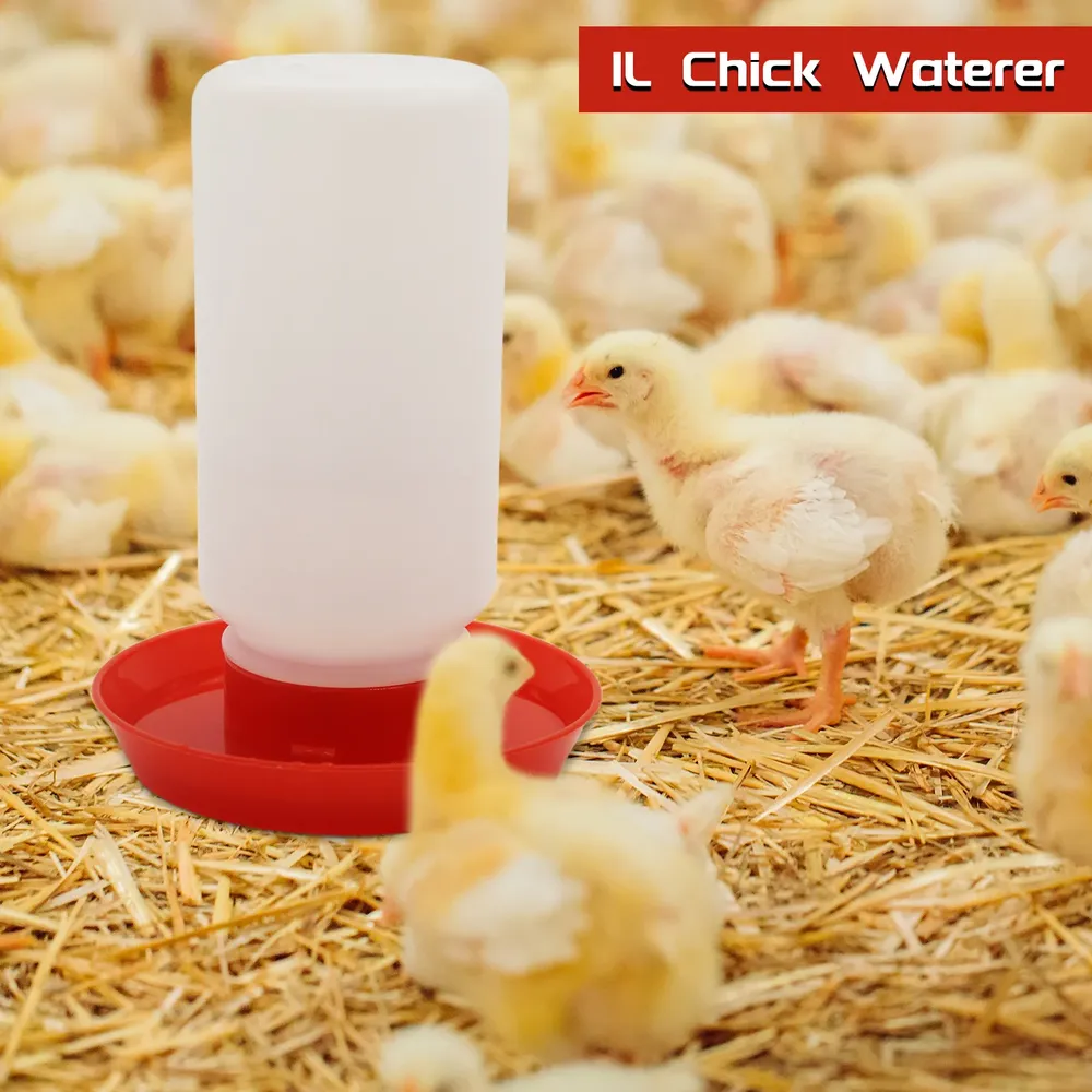 Mangeoire et abreuvoir automatique pour poussins