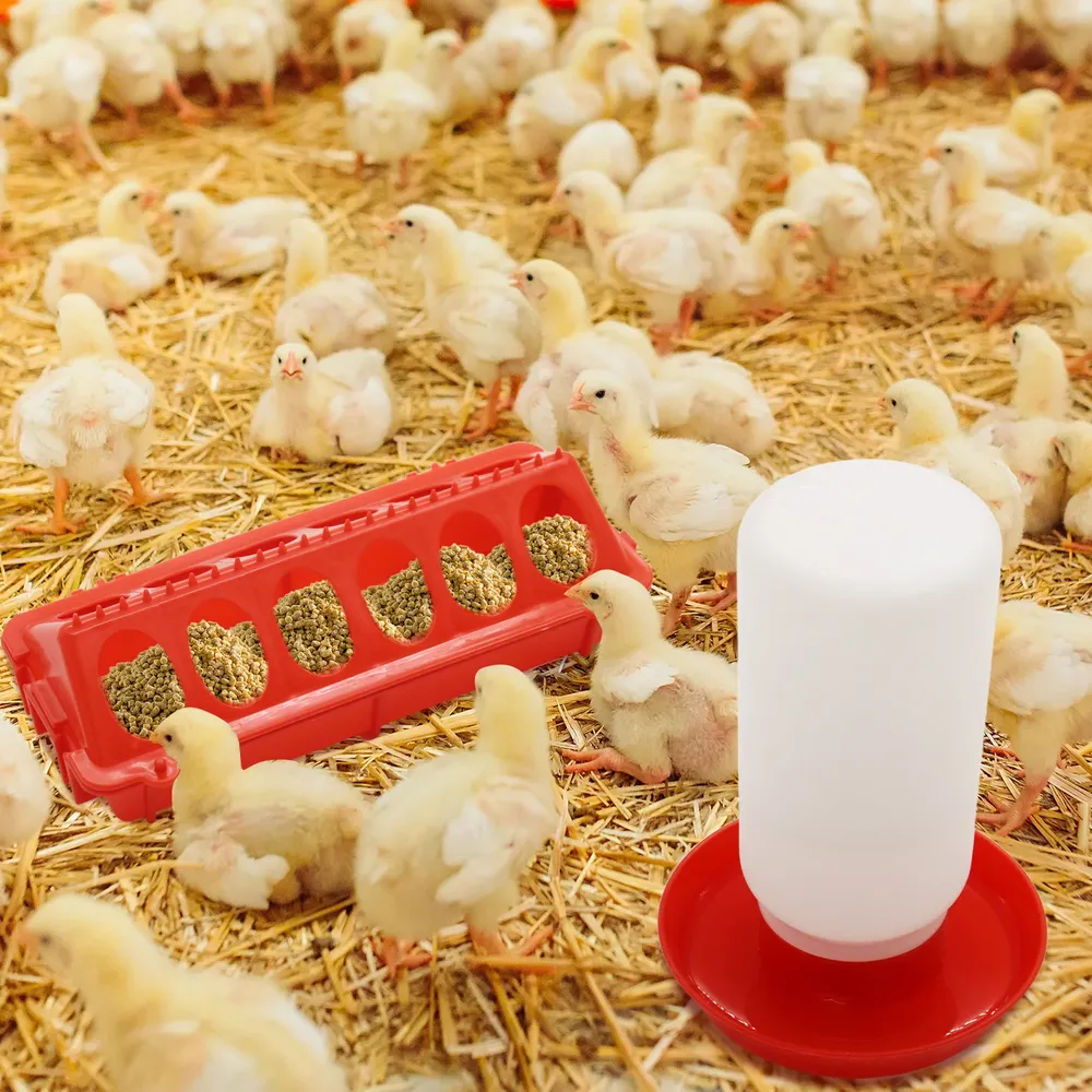 Mangeoire et abreuvoir automatique pour poussins