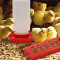 Mangeoire et abreuvoir automatique pour poussins et cailles – 2