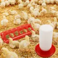 Mangeoire et abreuvoir automatique pour poussins et cailles – 3