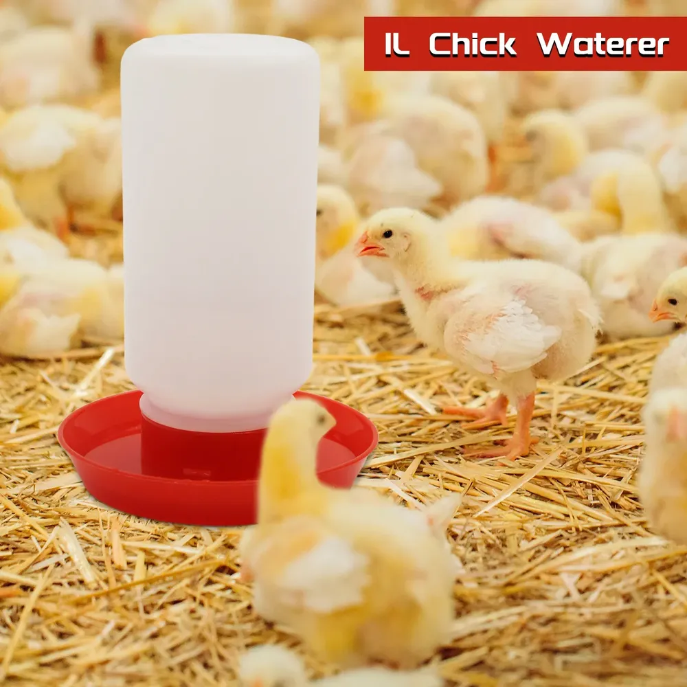 Mangeoire et abreuvoir automatique pour poussins et cailles