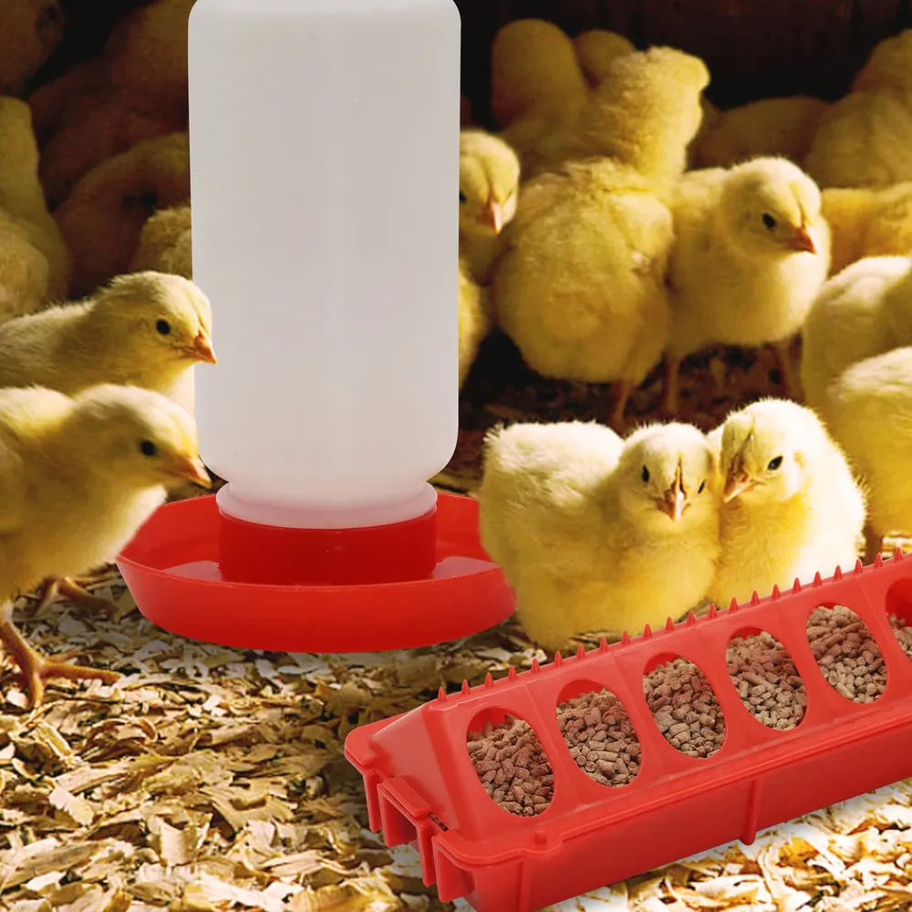 Mangeoire et abreuvoir automatique pour poussins et cailles