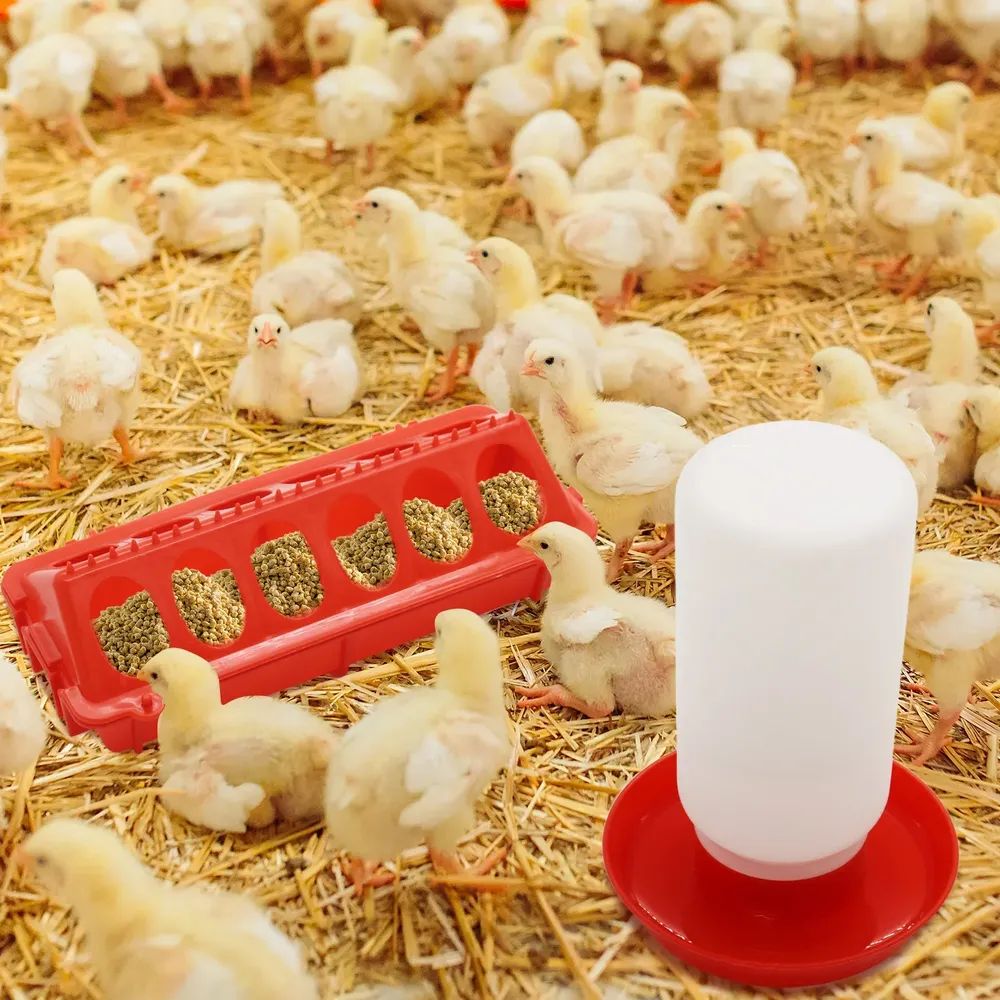 Mangeoire et abreuvoir automatique pour poussins et cailles