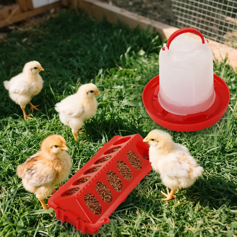 Mangeoire et abreuvoir pour poussins suspendu