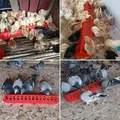 Mangeoire poulet 20 à 50 cm double rangée trous – 6