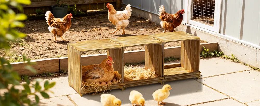 Nid de poule en bois à 3 compartiments pour ponte