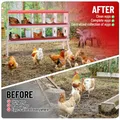 Nid poules 6 à 10 compartiments avec perchoir et couvercle – 2