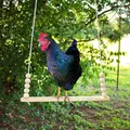 Perchoir balançoire poulets bois jouet d'escalade volaille – 3