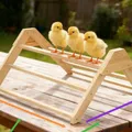 Perchoir poulets bois barre échelle jouet pour poulailler – 3