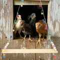 Perchoir poulets bois support coqs poussins cage volaille – 1