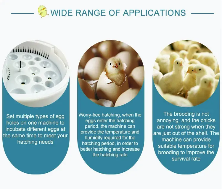 Petit incubateur automatique température constante domestique
