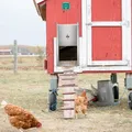 Porte de poulailler automatique 4 modes avec minuterie et 2 télécommandes – 5