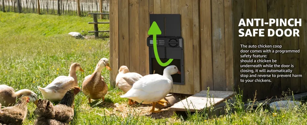 Porte poulailler automatique alimentée par batterie avec minuterie