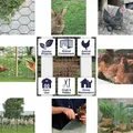Rouleau de grillage robuste pour élevage de volailles et jardin – 5