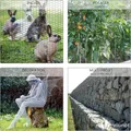 Rouleau de grillage robuste pour élevage de volailles et jardin – 6